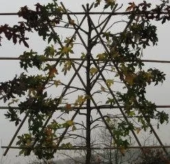 Amberboom Als Leiboom (Liquidambar Styraciflua) -Goedkope Tuin Sprankel Winkel 20120213103423 7