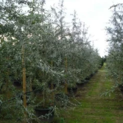 Sierpeer Als Struik (Pyrus Salicifolia 'Pendula') -Goedkope Tuin Sprankel Winkel 20120213155559 6