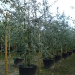 Sierpeer Als Struik (Pyrus Salicifolia 'Pendula') -Goedkope Tuin Sprankel Winkel 20120213155637 6