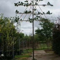 Leilinde (Tilia Vulgaris 'Pallida') -Goedkope Tuin Sprankel Winkel 20120213163129 12