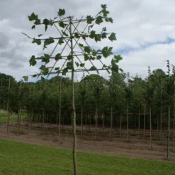 Leiplataan (Platanus Hispanica) -Goedkope Tuin Sprankel Winkel 20120213163331 12