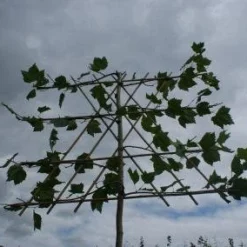 Leiplataan (Platanus Hispanica) -Goedkope Tuin Sprankel Winkel 20120213163531 12