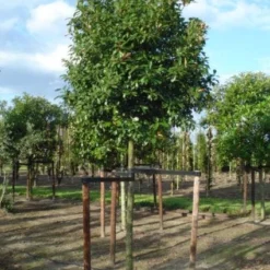 Glansmispel Als Boom (Photinia Fraseri 'Red Robin') -Goedkope Tuin Sprankel Winkel 20120214125941 9