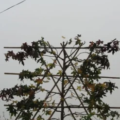 Amberboom Als Leiboom (Liquidambar Styraciflua) -Goedkope Tuin Sprankel Winkel 20120214133547 7