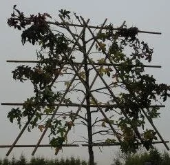 Amberboom Als Leiboom (Liquidambar Styraciflua) -Goedkope Tuin Sprankel Winkel 20120214133609 7