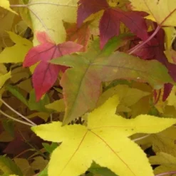 Amberboom Als Leiboom (Liquidambar Styraciflua) -Goedkope Tuin Sprankel Winkel 20120214133628 7