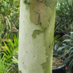 Leiplataan (Platanus Hispanica) -Goedkope Tuin Sprankel Winkel 20120214140736 12