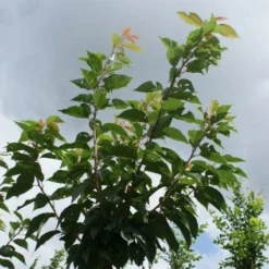 Japanse Sierkers (Prunus Serrulata 'Kanzan') -Goedkope Tuin Sprankel Winkel 20120214142932 16
