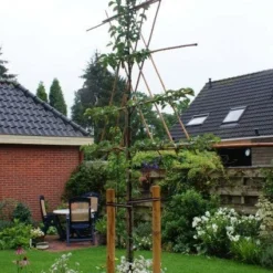 Sierpeer Als Leiboom (Pyrus Calleryana 'Chanticleer')