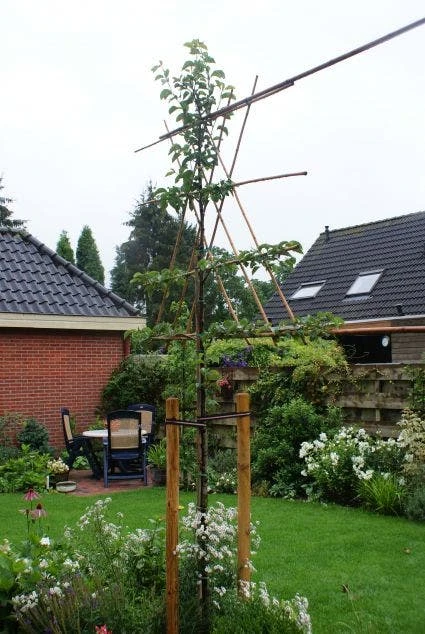 Sierpeer Als Leiboom (Pyrus Calleryana 'Chanticleer') 3 Sierpeer Als Leiboom (Pyrus Calleryana 'Chanticleer')