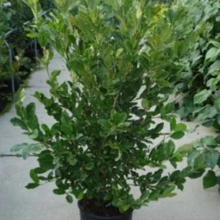 Stermagnolia (Magnolia Stellata) -Goedkope Tuin Sprankel Winkel 20120214143817 13