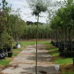 Treursierpeer (Pyrus Salicifolia 'Pendula') -Goedkope Tuin Sprankel Winkel 20120214143823 9