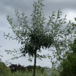Treursierpeer (Pyrus Salicifolia 'Pendula') -Goedkope Tuin Sprankel Winkel 20120214143843 9