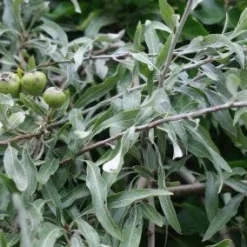 Treursierpeer (Pyrus Salicifolia 'Pendula') -Goedkope Tuin Sprankel Winkel 20120214143902 9