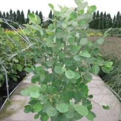 Beverboom (Magnolia Sieboldii) 9 Beverboom (Magnolia Sieboldii) -Goedkope Tuin Sprankel Winkel 20120214144026 8