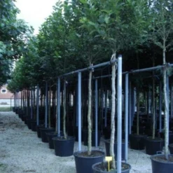 Beverboom (Magnolia Kobus) -Goedkope Tuin Sprankel Winkel 20120214144339 19