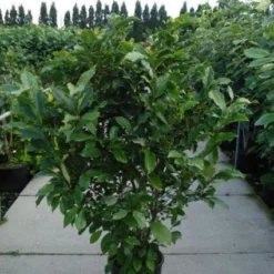 Beverboom, Struik (Magnolia Susan) 19 Beverboom, Struik (Magnolia Susan) -Goedkope Tuin Sprankel Winkel 20120214144559 10