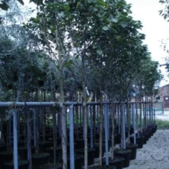 Beverboom (Magnolia 'Galaxy') -Goedkope Tuin Sprankel Winkel 20120214144656 7