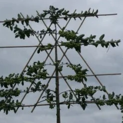 Sierappel Als Leiboom (Malus 'Evereste') -Goedkope Tuin Sprankel Winkel 20120214155851 8 1