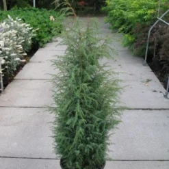 Jeneverbes (Juniperus Communis 'Hibernica') -Goedkope Tuin Sprankel Winkel 20120215132223 7