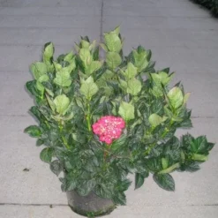 Hortensia (Hydrangea Macrophylla 'Merveille Sanguine')