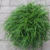 Cypres (Chamaecyparis Pisifera 'Filifera Nana') -Goedkope Tuin Sprankel Winkel 20120215164232 2