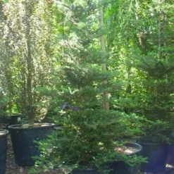 Koreaanse Zilverspar (Abies Koreana) -Goedkope Tuin Sprankel Winkel 20120216113327 6