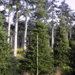 Koreaanse Zilverspar (Abies Koreana) -Goedkope Tuin Sprankel Winkel 20120216113423 6