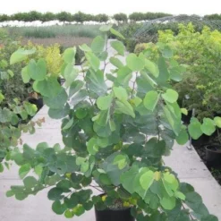 Judasboom Als Struik (Cercis Siliquastrum) -Goedkope Tuin Sprankel Winkel 20120218104413 8