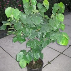 Chinese Judasboom (Cercis Chinensis 'Avondale') 15 Chinese Judasboom (Cercis Chinensis 'Avondale') -Goedkope Tuin Sprankel Winkel 20120218104451 5