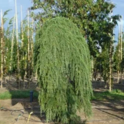 Treurceder (Cedrus Deodara 'Pendula') -Goedkope Tuin Sprankel Winkel 20120218104745 13