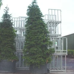 Nordmann-spar (Abies Nordmanniana) -Goedkope Tuin Sprankel Winkel 20120219160007 21