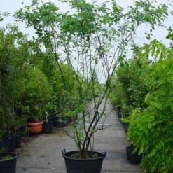 Krentenboom Als Struik (Amelanchier Lamarckii) -Goedkope Tuin Sprankel Winkel 20120220100746 13