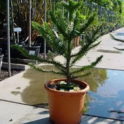 Apeboom (Araucaria Araucana) -Goedkope Tuin Sprankel Winkel 20120220101040 17