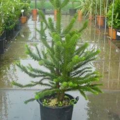 Apeboom (Araucaria Araucana) -Goedkope Tuin Sprankel Winkel 20120220101134 17