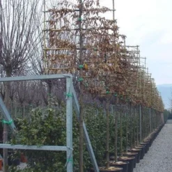 Haagbeuk Als Leiboom (Carpinus Betulus) -Goedkope Tuin Sprankel Winkel 20120220113915 12