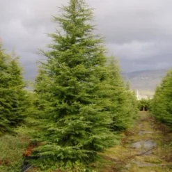 Libanonceder (Cedrus Libani) -Goedkope Tuin Sprankel Winkel 20120220143126 17