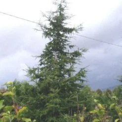 Libanonceder (Cedrus Libani) -Goedkope Tuin Sprankel Winkel 20120220143307 17