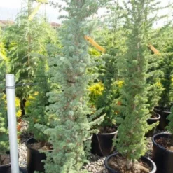 Zuilvormige Ceder (Cedrus Libani 'Fastigiata') -Goedkope Tuin Sprankel Winkel 20120220143513 11