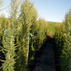 Zuilvormige Ceder (Cedrus Libani 'Fastigiata') -Goedkope Tuin Sprankel Winkel 20120220143559 10