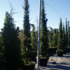 Zuilvormige Ceder (Cedrus Libani 'Fastigiata') -Goedkope Tuin Sprankel Winkel 20120220143621 10