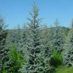Atlasceder (Cedrus Libani 'Glauca') -Goedkope Tuin Sprankel Winkel 20120220143808 23