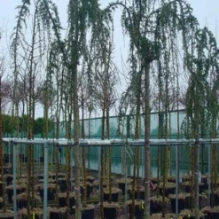 Treurceder Als Boom (Cedrus Libani 'Glauca Pendula') -Goedkope Tuin Sprankel Winkel 20120220143948 9