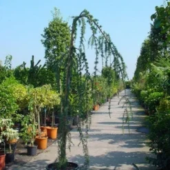 Treurceder Als Boom (Cedrus Libani 'Glauca Pendula') -Goedkope Tuin Sprankel Winkel 20120220144034 9 1