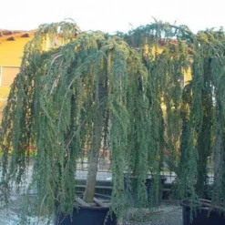 Treurceder Als Boom (Cedrus Libani 'Glauca Pendula') -Goedkope Tuin Sprankel Winkel 20120220144057 9