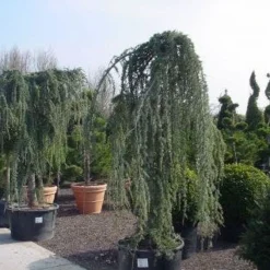 Treurceder Als Boom (Cedrus Libani 'Glauca Pendula') -Goedkope Tuin Sprankel Winkel 20120220144152 9