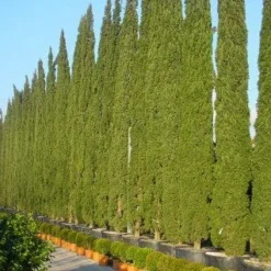 Italiaanse Cypres (Cupressus Sempervirens 'Stricta') -Goedkope Tuin Sprankel Winkel 20120220154406 15