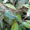 Olijfwilg Op Stam (Elaeagnus Ebbingei) -Goedkope Tuin Sprankel Winkel 20120225092925 3