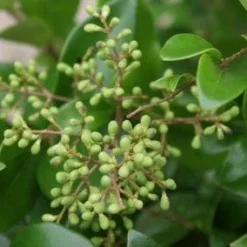Liguster Op Stam (Ligustrum Japonicum 'Texanum') -Goedkope Tuin Sprankel Winkel 20120225094531 2