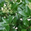 Liguster Op Stam (Ligustrum Japonicum 'Texanum') -Goedkope Tuin Sprankel Winkel 20120225094625 2